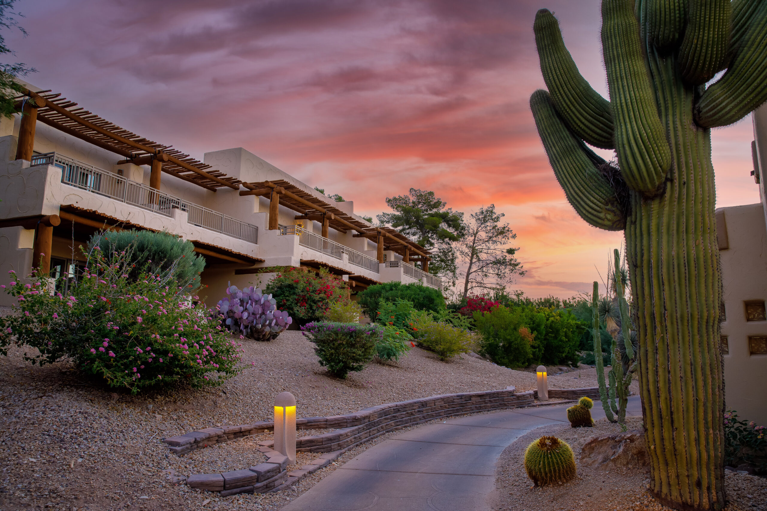Arizona resort walkway with saguaro cactus at sunset